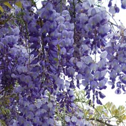 Wisteria sinensis